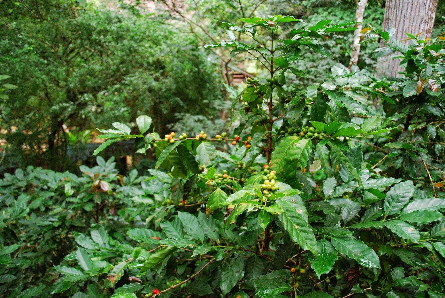 Honduras - Park Macaw Mountain - krzew kawy