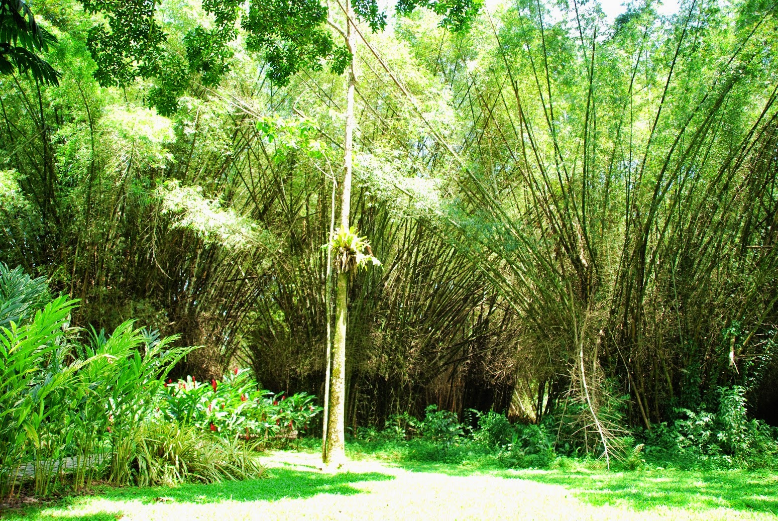Honduras - Tela - Ogród botaniczny Lancetilla