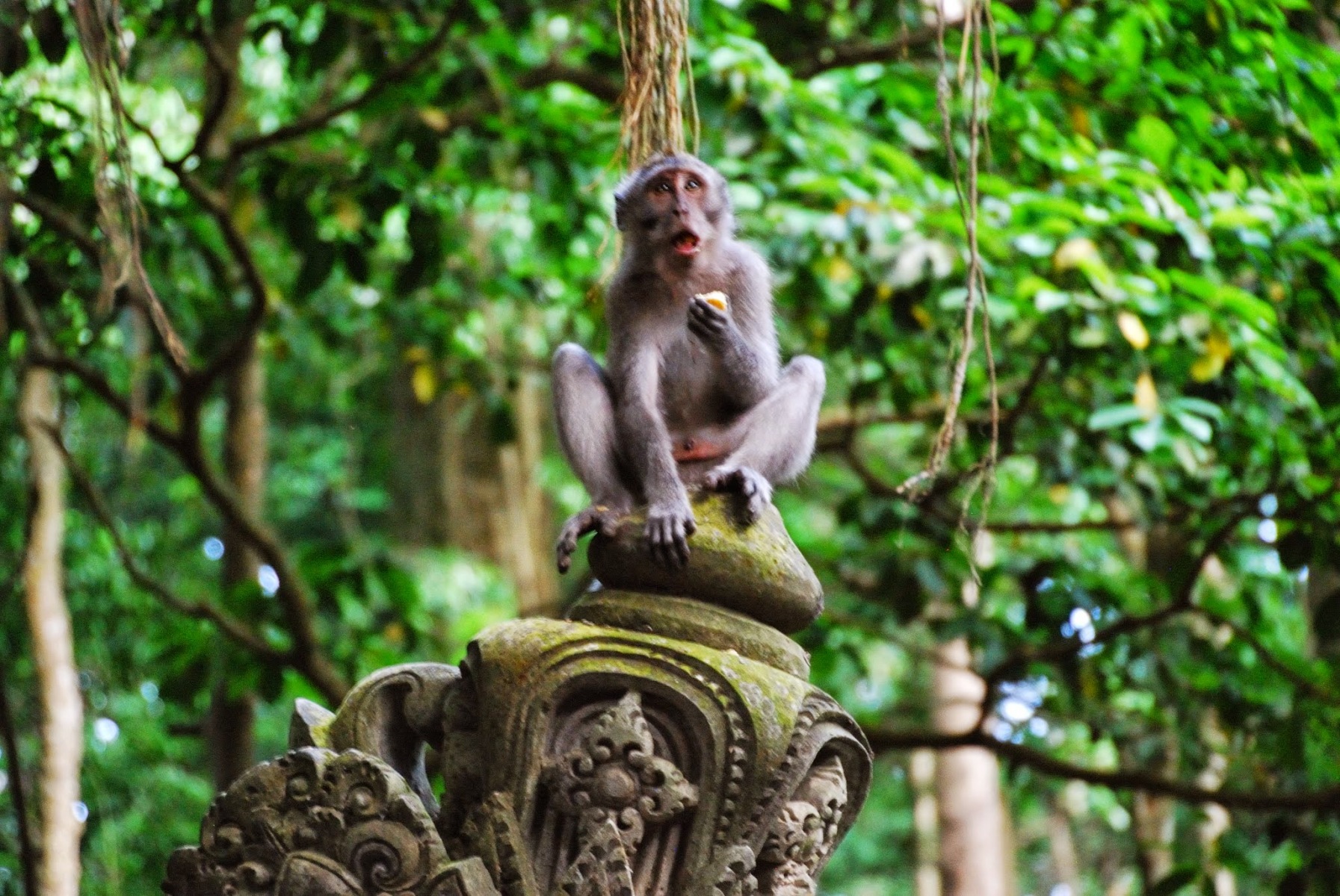 Bali - Ubud - Monkey forest