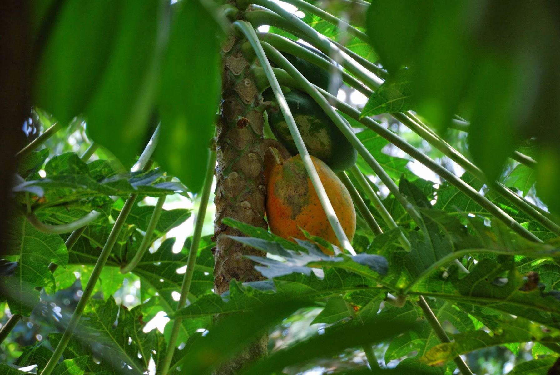 Bali - papaja
