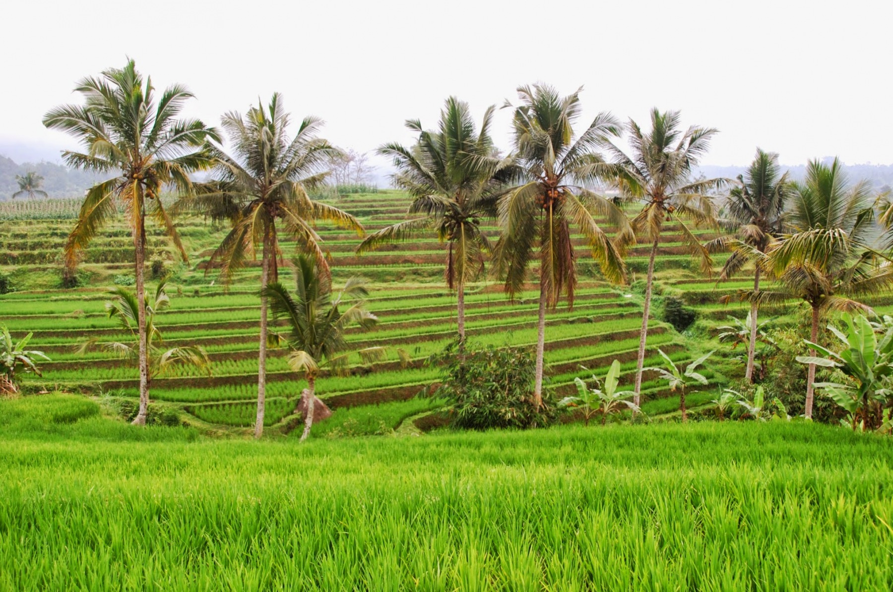 Bali - pola ryżowe w okolicy Jatiluwih