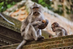 Bali - Ubud - Monkey forest