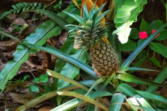 Bali - krzew ananasu