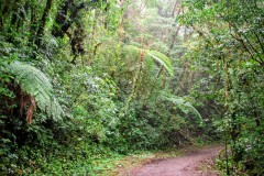 Reserva biológica Bosque Nuboso Monteverde