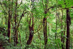 Reserva biológica Bosque Nuboso Monteverde