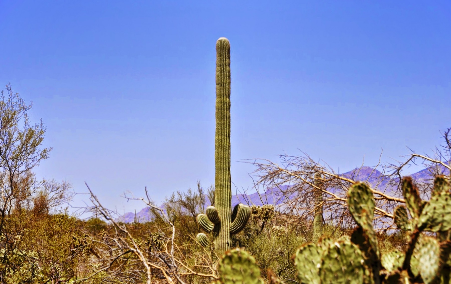Arizona - Park narodowy Saguaro