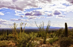 Arizona - pustynia Sonora