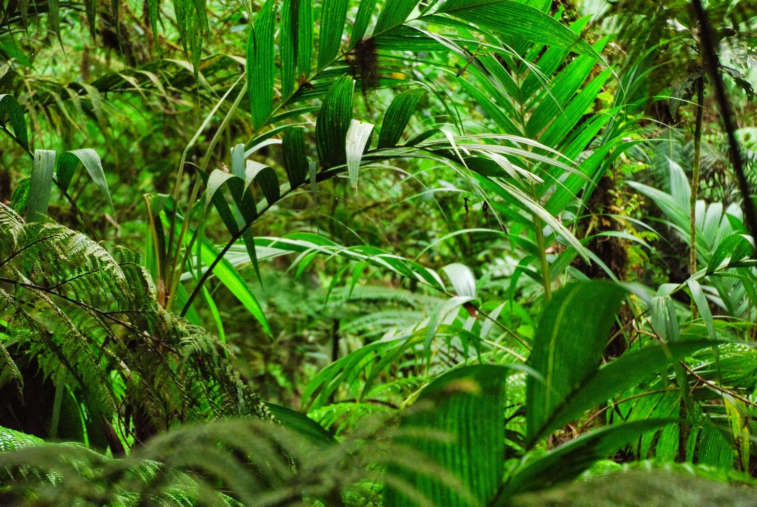 Gwatemala - Rezerwat Biotopo del Quetzal