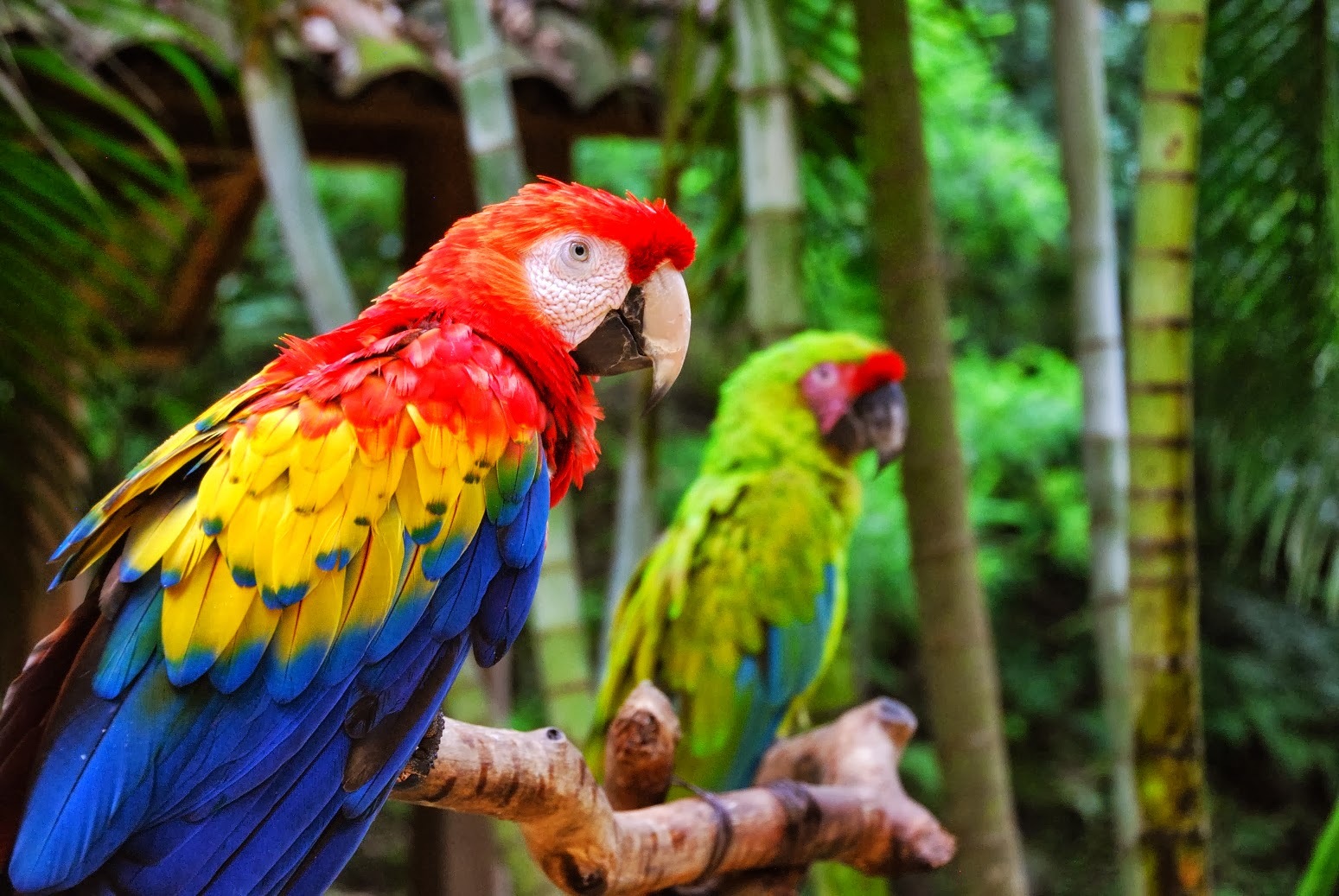 Honduras - Park Macaw Mountain