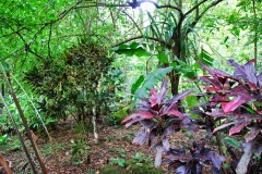 Honduras - Park Macaw Mountain