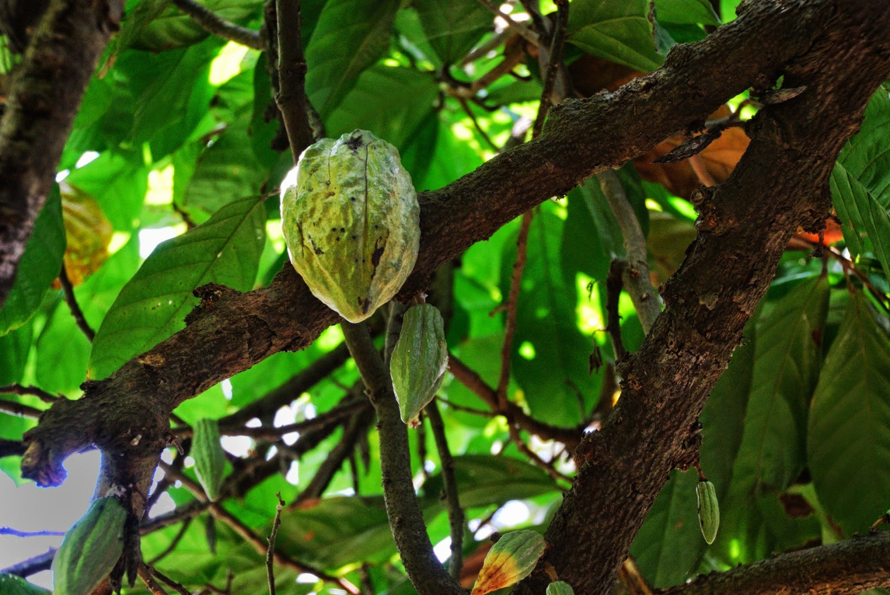 Bali - kakaowiec