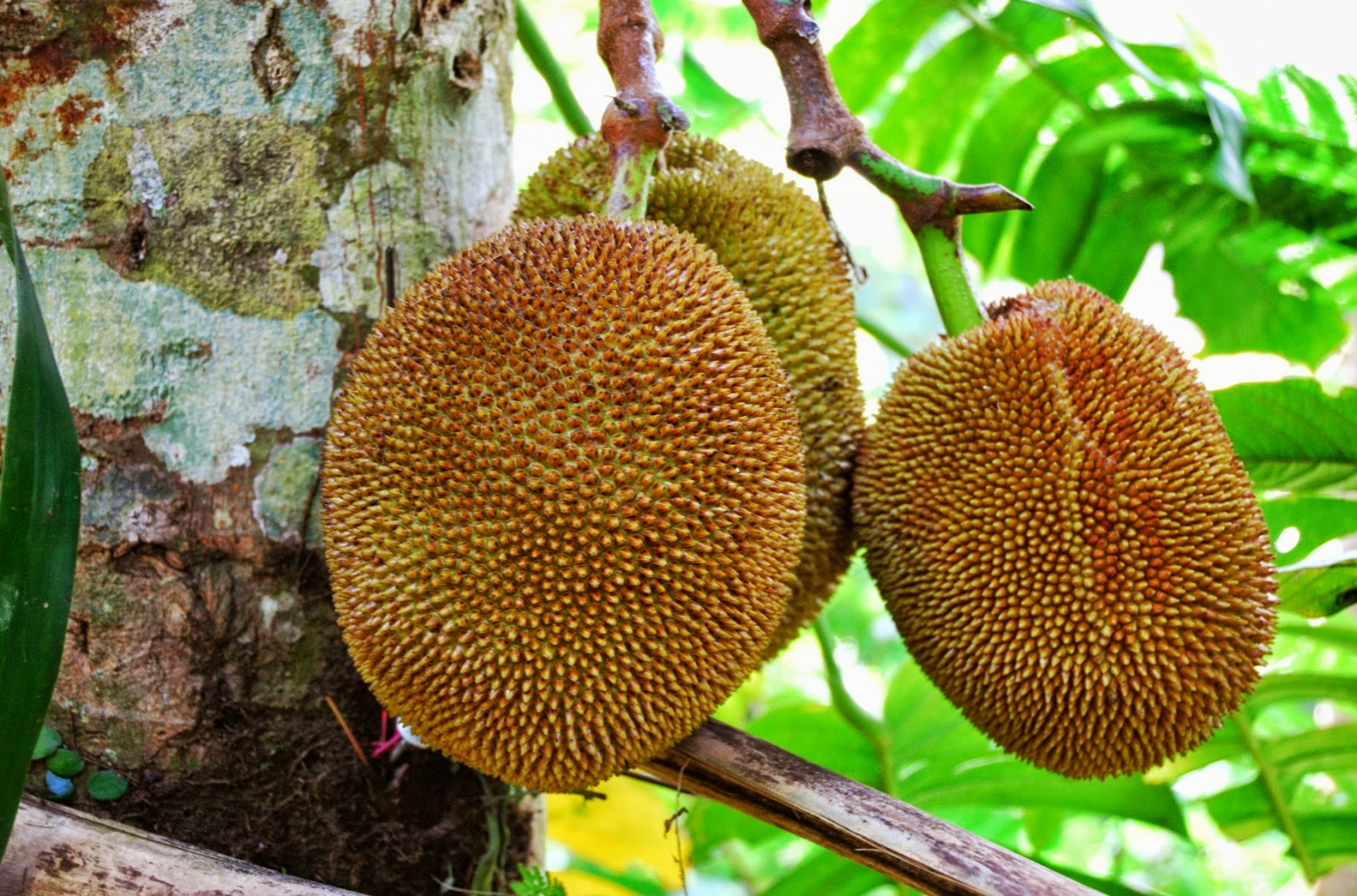 Bali - jackfruit