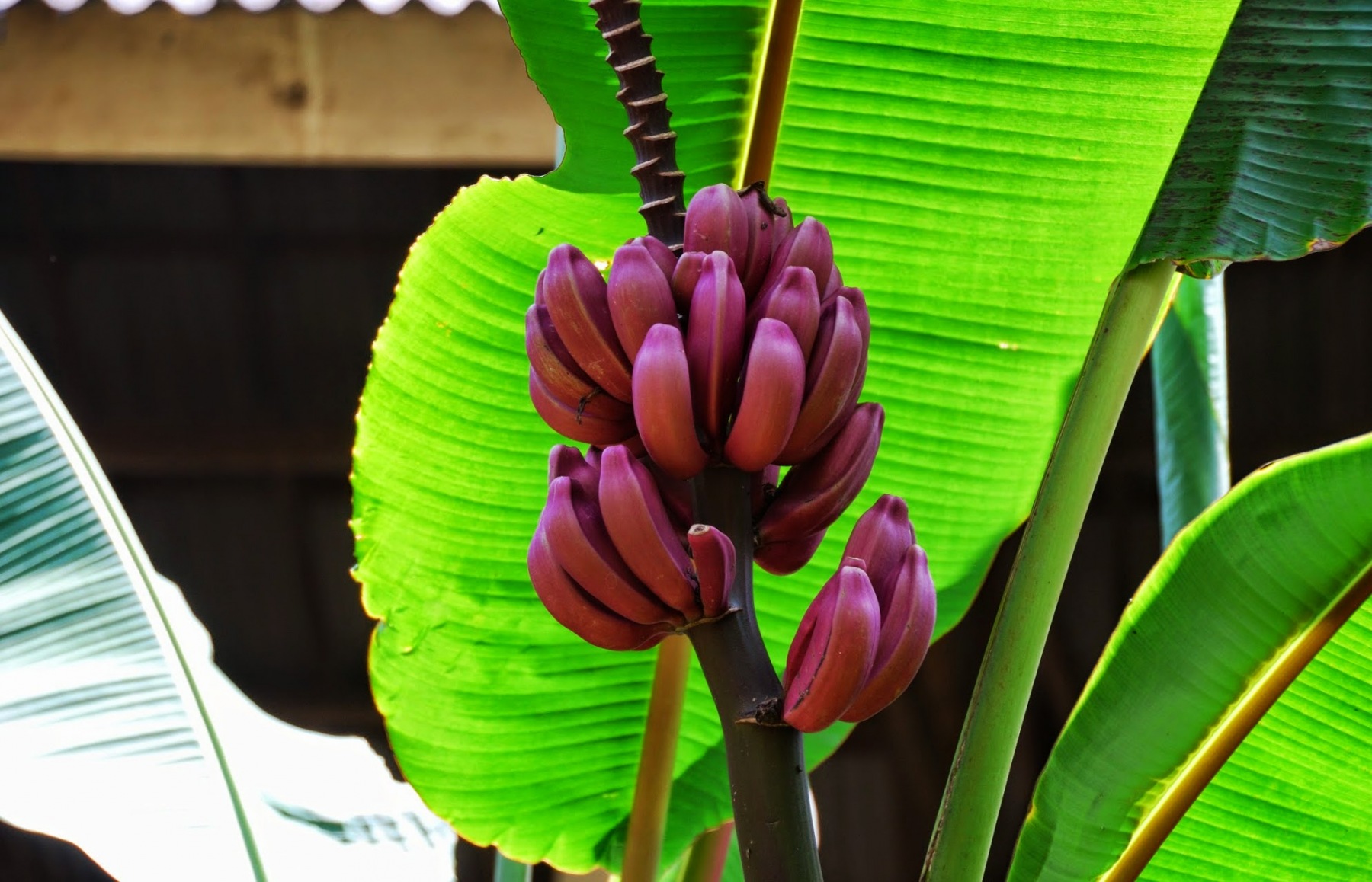 Bali - "fioletowe" banany