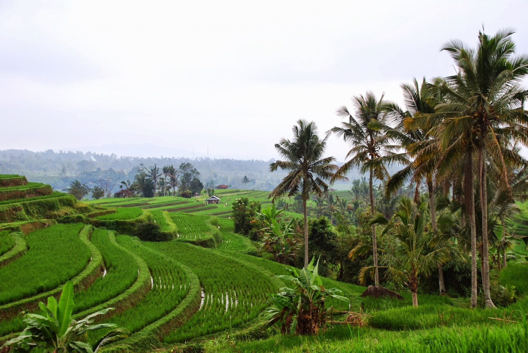Bali - pola ryżowe w okolicy Jatiluwih