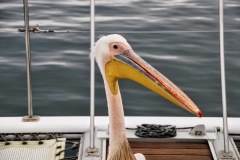 Walvis Bay