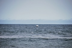 Walvis Bay