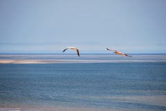 Walvis Bay