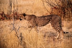 Cheetah Farm Camp