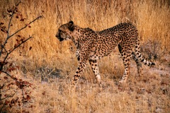 Cheetah Farm Camp