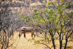 Etosha National Park