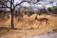 Etosha National Park