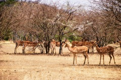 Etosha National Park