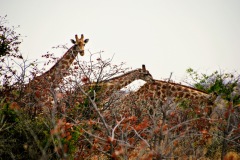 Etosha National Park