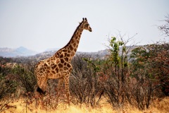 Etosha National Park