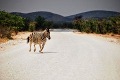 Etosha National Park