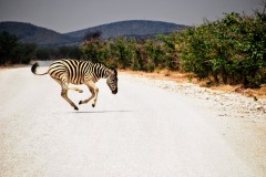 Etosha National Park