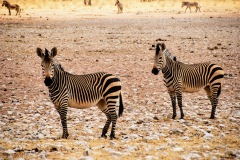 Etosha National Park