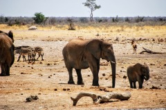 Etosha National Park