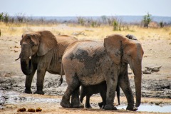 Etosha National Park