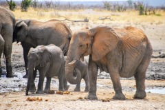 Etosha National Park