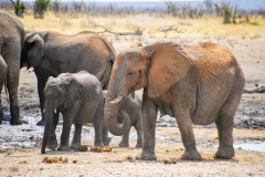 Etosha National Park