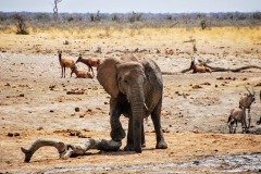 Etosha National Park