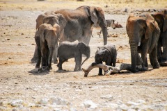 Etosha National Park