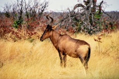 Etosha National Park