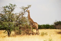 Etosha National Park