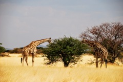 Etosha National Park