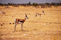 Etosha National Park