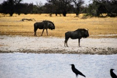 Etosha National Park