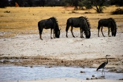 Etosha National Park