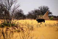 Etosha National Park