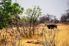 Etosha National Park