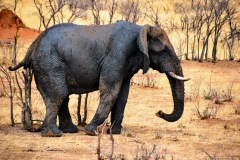 Etosha National Park