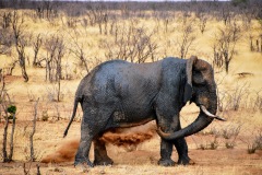 Etosha National Park