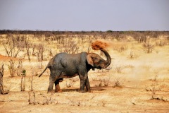 Etosha National Park