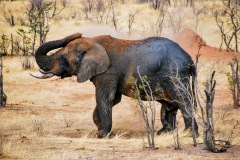 Etosha National Park