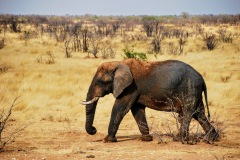 Etosha National Park